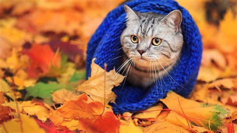 animals, Cat, Woolly Hat, Leaves, Fall Wallpapers HD / Desktop and Mobile Backgrounds