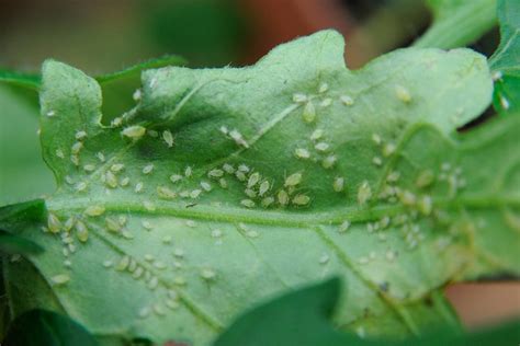 Aphids | Plant Enemies | AmieSue.com