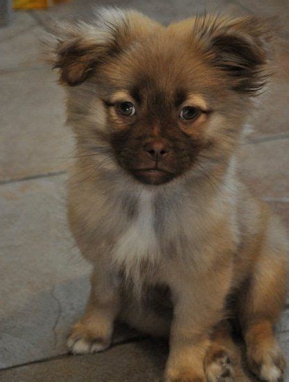 My puppy Oliver - Pomeranian/Shih Tzu Mix! | Cute cats and dogs, Animals friends, Designer dogs