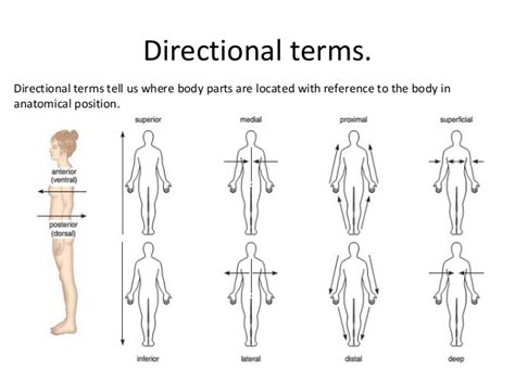 Anatomical Terminology | 595 plays | Quizizz