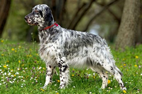 How to Train an English Setter - Alaska Dog Works