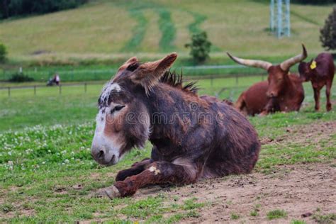 Domesticated Brown Donkey in Czech Farm Park Stock Image - Image of ...