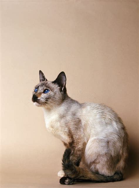 SIAMOIS TORTIE POINT stock image. Image of mammal, short - 170404259