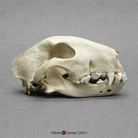 White Bull Terrier Skull - Bone Clones - Osteological Reproductions