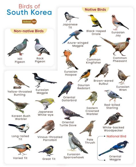 List of Birds Found in South Korea with Pictures