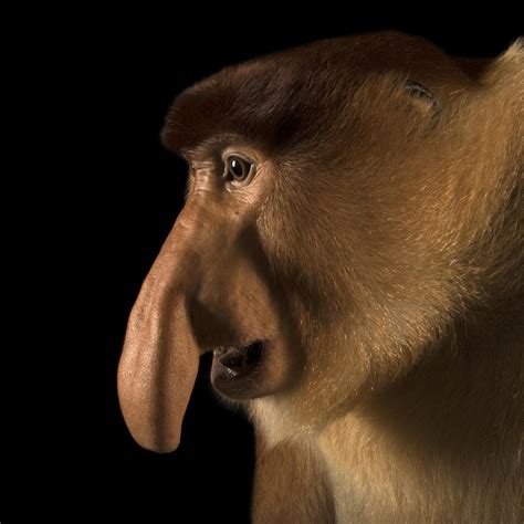 Proboscis Monkey | National Geographic