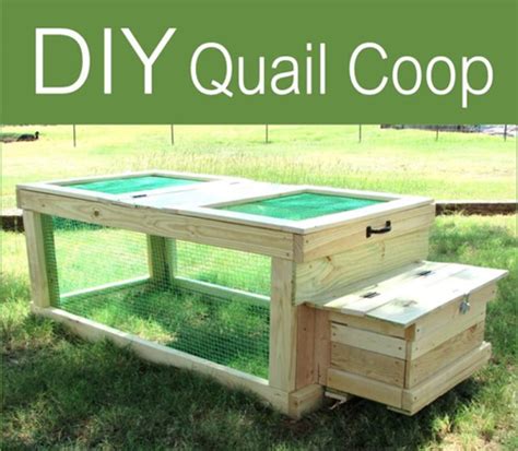 DIY Quail Coop