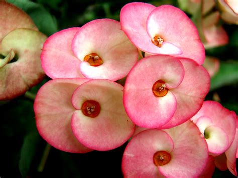 Pink Euphorbia / Spurges | Garden of Eva Fernandez in Calasi… | Flickr