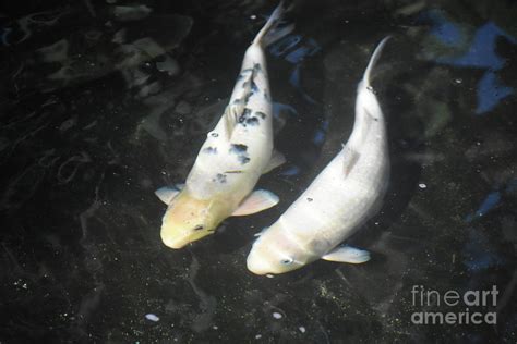 Beautiful white koi fish swimming in a pond Photograph by DejaVu ...