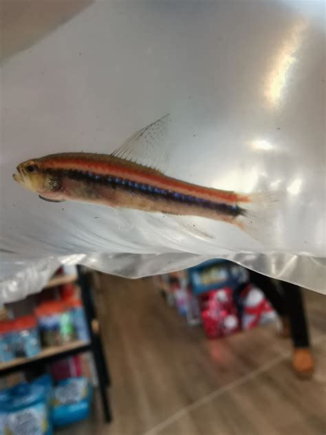 Identify rare fish? : r/aquarium