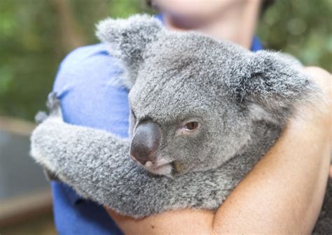 Hugging Koalas in Australia: Why Tourists Should Stop