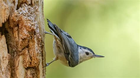 Common Tailorbird Call ! Common Tailorbird Sound ! Common Tailorbird Song ! Vocals ! Voice ...