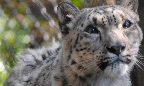 3 snow leopards die of COVID-19 at Nebraska zoo - BNO News