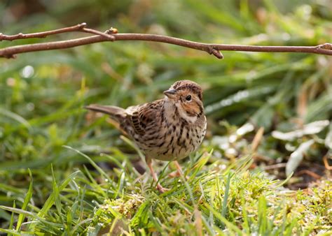 Pixie Birding: Little Bunting gives great views in Cardiff