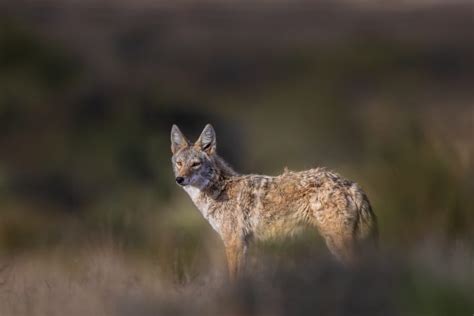 West Texas Wildlife - Big Bend Birding & Photo Tours