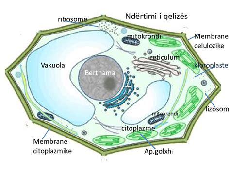 , Ndertimi i qelizes bimore | Download Scientific Diagram