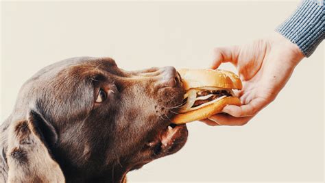 Best Dog Foods by Breed - DogResources