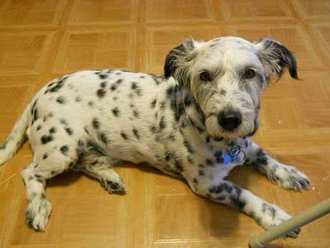 What Can Dog Owners Really Expect From A Corgi Dalmatian Mix?