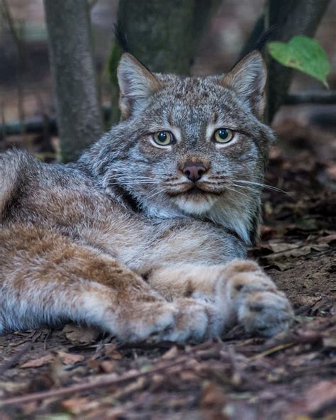 canadian lynx 2 – International Society for Endangered Cats (ISEC) Canada