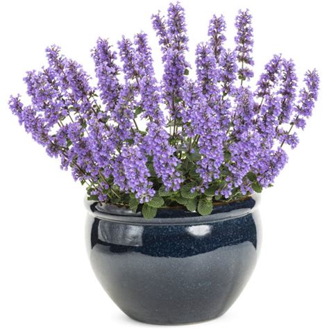 'Cat's Pajamas' - Catmint - Nepeta hybrid | Proven Winners