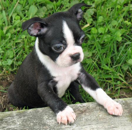 Paisley the Boston Terrier | Puppies | Daily Puppy