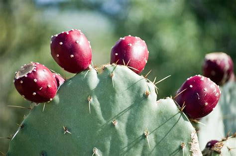 How to Harvest, Prepare, and Eat Prickly Pear Cactus | Prickly pear ...