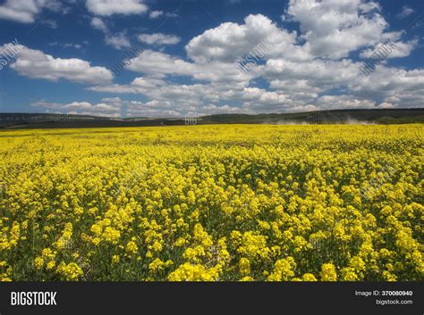 Field Rapeseed, Canola Image & Photo (Free Trial) | Bigstock