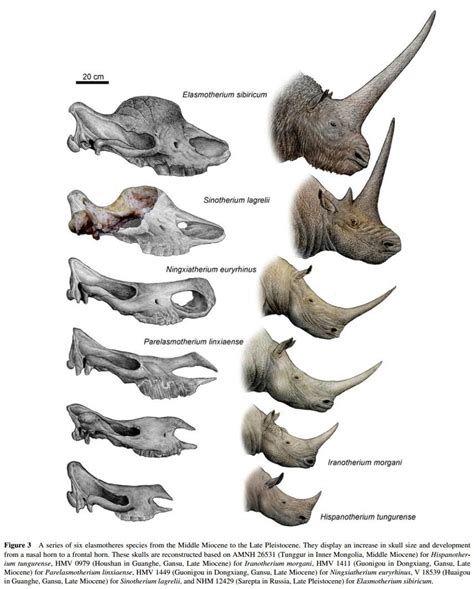 Species New to Science: [PaleoMammalogy • 2012] A Bizarre tandem-horned elasmothere rhino from ...