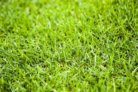 Green Grass Cut Texture Lawn Landscape Yard Nature Natural Background ...