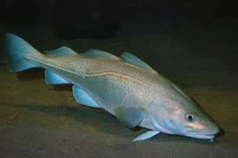 Atlantic Cod Information and Picture | Sea Animals