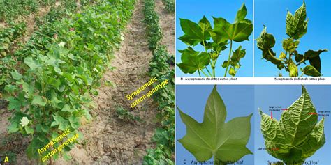 Frontiers | Genetics and Genomics of Cotton Leaf Curl Disease, Its Viral Causal Agents and ...