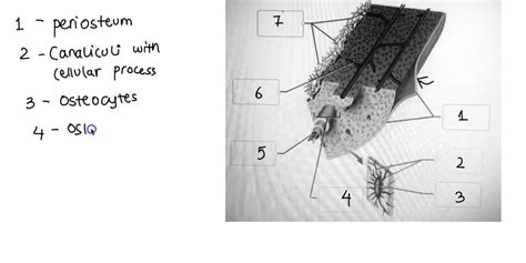 SOLVED: Label the structures associated with microscopic anatomy of a bone by clicking and ...