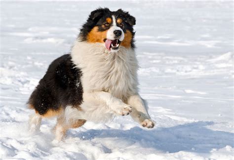 Best Brush for Australian Shepherds [Shedding and Grooming]