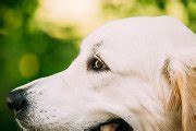 Close Side View Head Muzzle Portrait | Animal Stock Photos ~ Creative Market