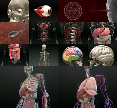 Human anatomy - DD3D Studio