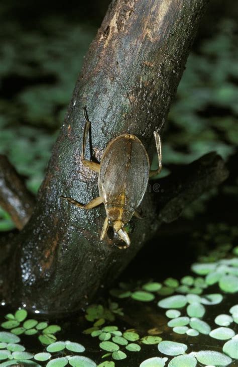 PUNAISE D EAU Abedus Herberti Stock Photo - Image of america, artrhopod ...