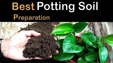 Best potting soil mix for indoor plants - YouTube