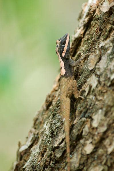 Wild Herps - Painted Lip Lizard (Calotes ceylonensis)