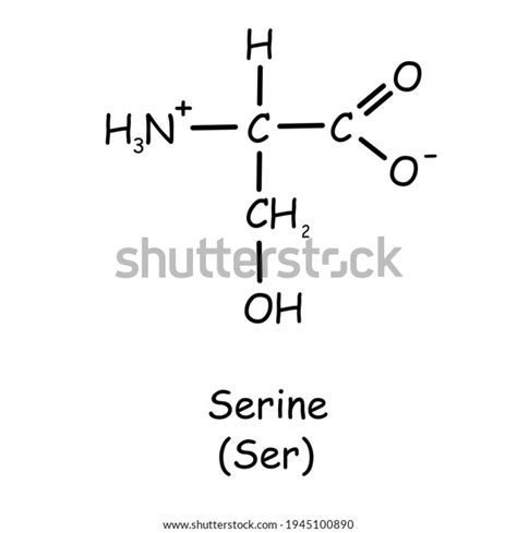 Amino Acid Chemical Structure Serine Ser Stock Illustration 1945100890 | Shutterstock