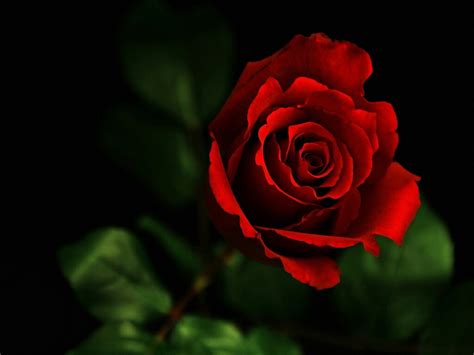 Rose Desktop Wallpaper - WallpaperSafari