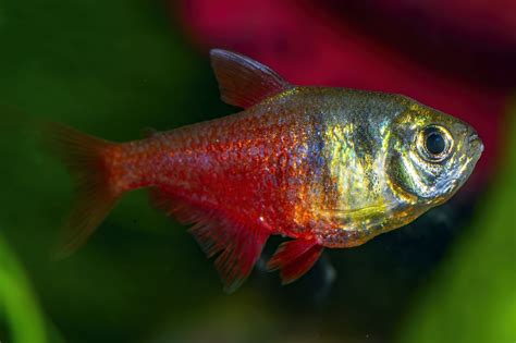 Flame Tetra: A Complete Guide to Care and Breeding