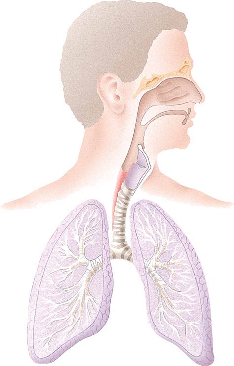 Respiratory System Diagram Colored