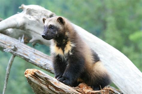 Wolverine Facts - Animal Facts Encyclopedia