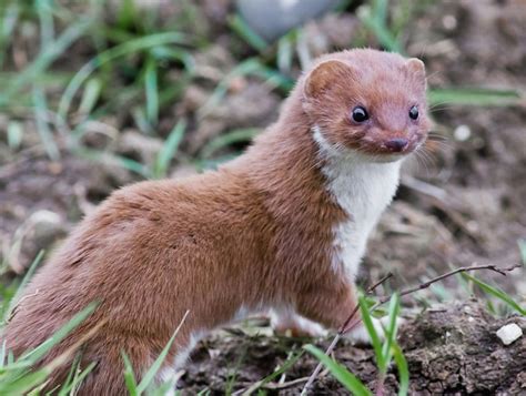 Facts About Weasels | Live Science