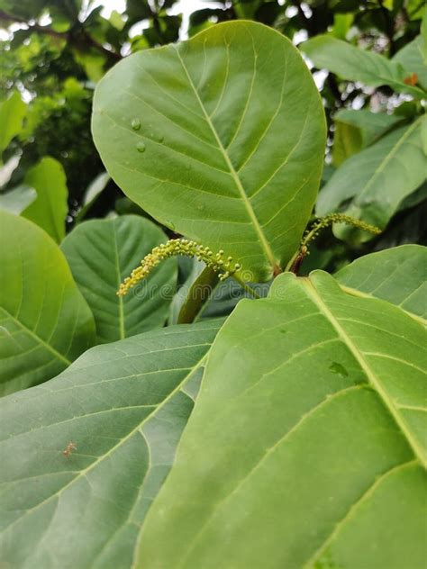 Badam Tree, Indian Almond Tree Stock Image - Image of tree, evergreen ...