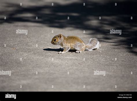 Baby gray squirrel hi-res stock photography and images - Alamy