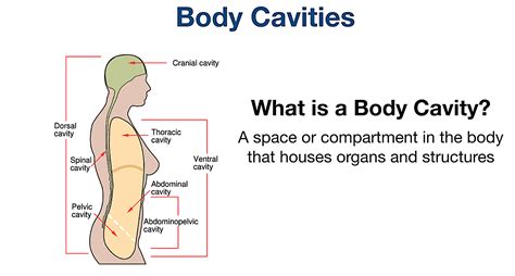 27+ Body Cavity Diagram Labeled - RhubyRinaldo