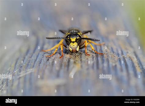 German wasp nest hi-res stock photography and images - Alamy