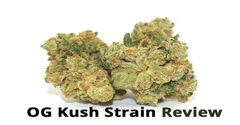 OG Kush Strain: The High-quality Kush Suitable for a Wide Range of Uses – Smarter CBD