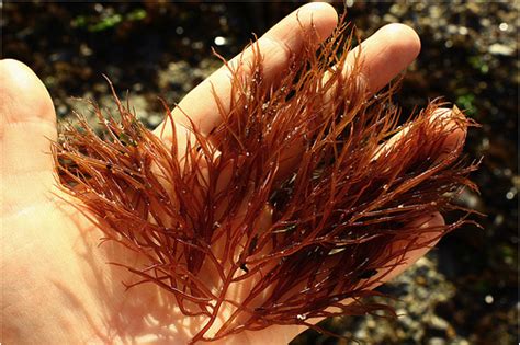 Propagating Gracilaria for fun and food! | gracilaria, gracilria parvispora, growing macroalgae ...